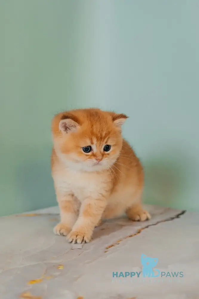 Yason Scottish Straight male black golden shaded live animals