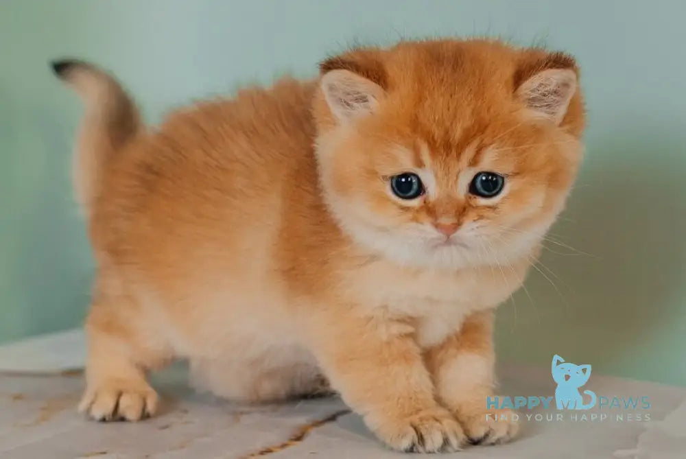 Yason Scottish Straight male black golden shaded live animals