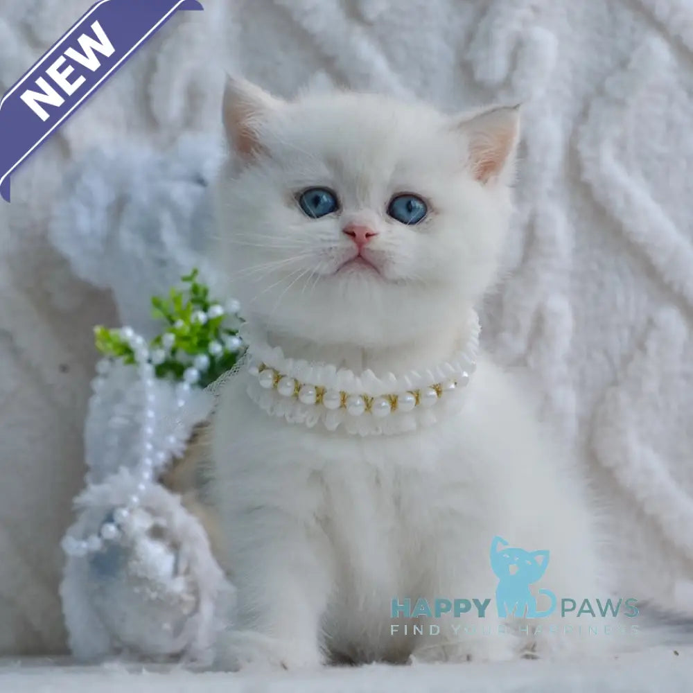 Yassa British Shorthair female blue golden chinchilla pointed live animals