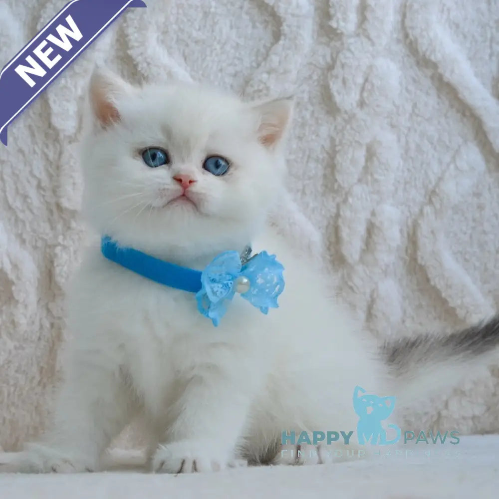 Yassa British Shorthair female blue golden chinchilla pointed live animals