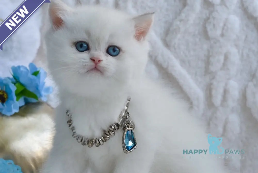 Yassa British Shorthair female blue golden chinchilla pointed live animals