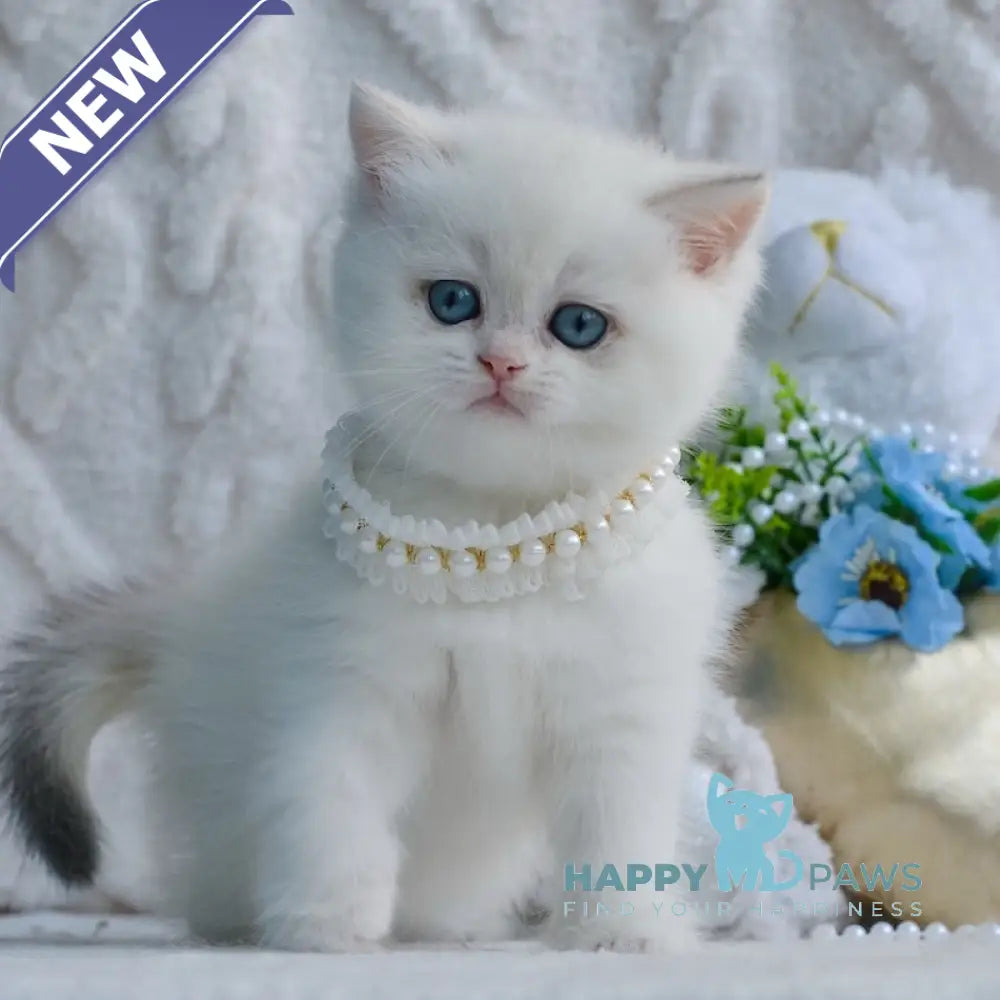 Yassa British Shorthair female blue golden chinchilla pointed live animals