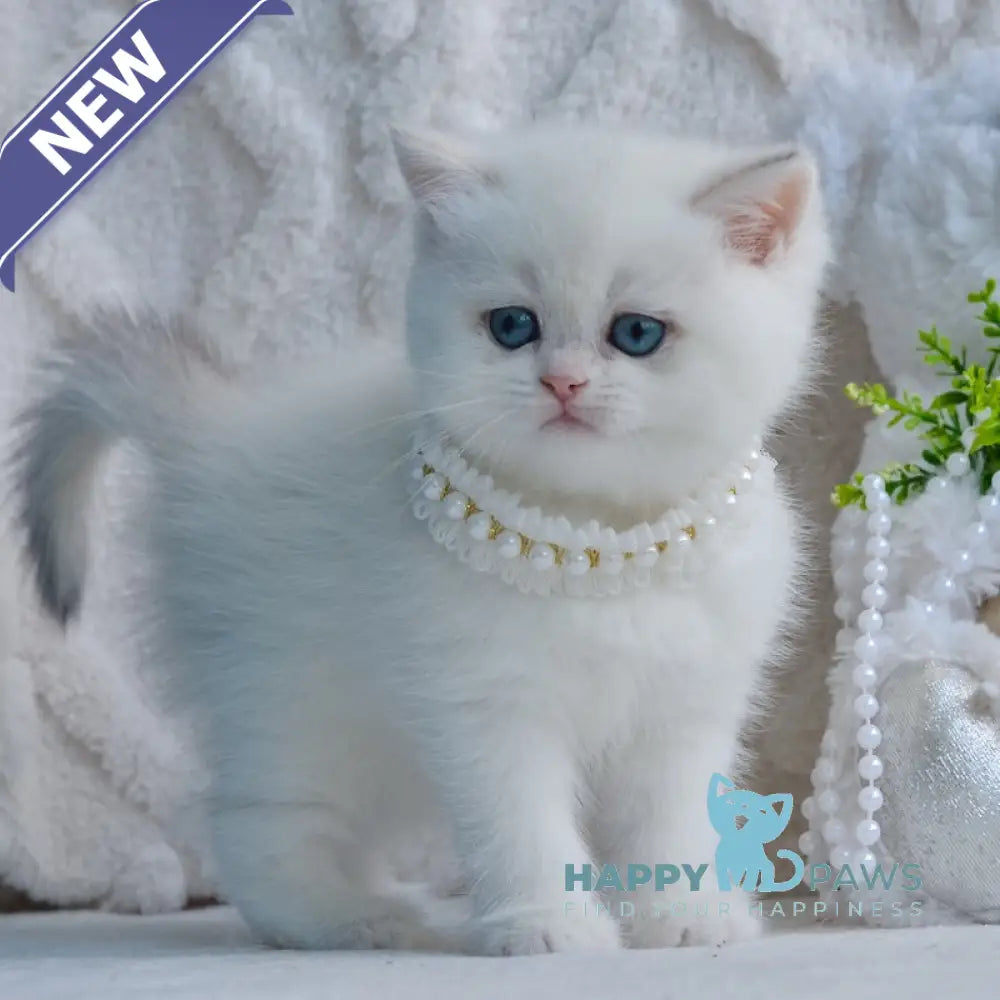 Yassa British Shorthair female blue golden chinchilla pointed live animals