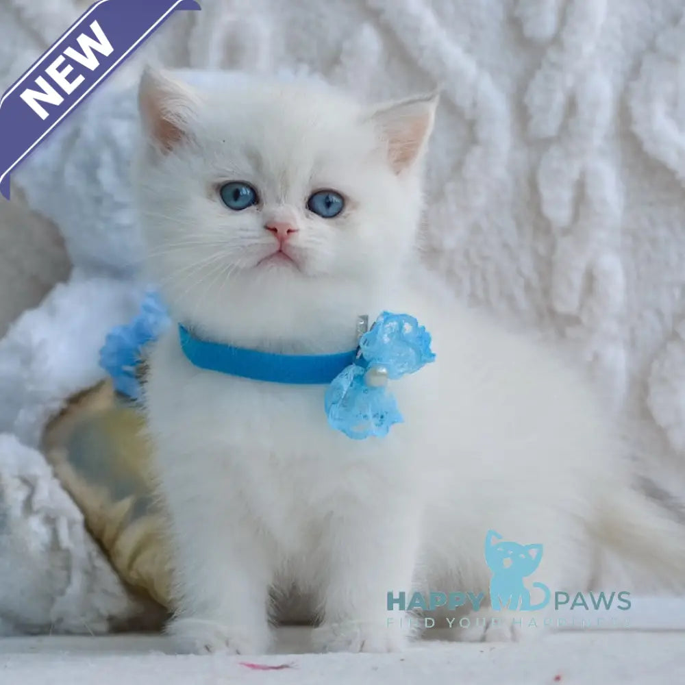 Yassa British Shorthair female blue golden chinchilla pointed live animals