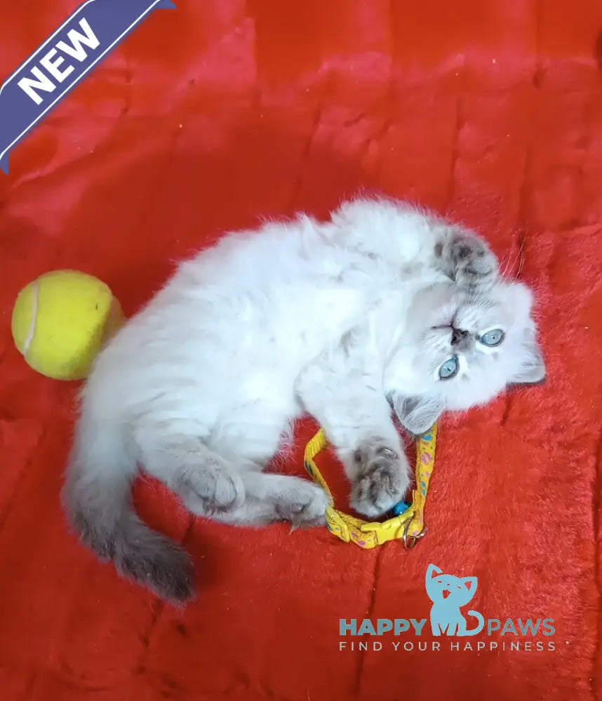 Yassa Siberian female blue tabby pointed live animals