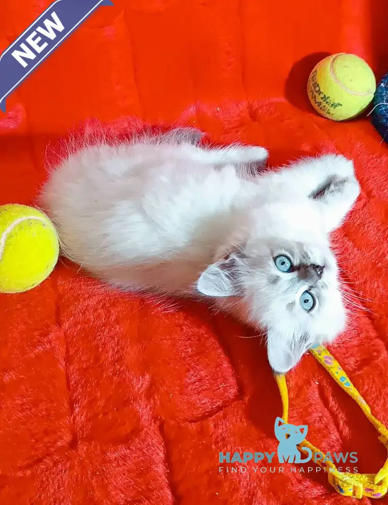 Yassa Siberian female blue tabby pointed live animals