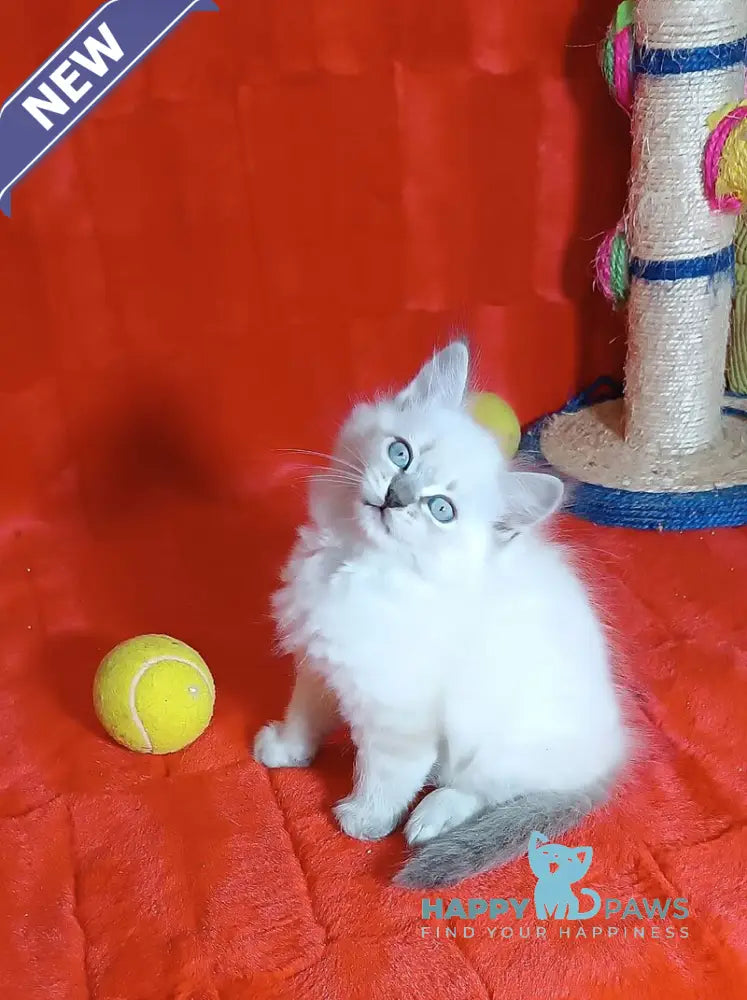 Yassa Siberian female blue tabby pointed live animals