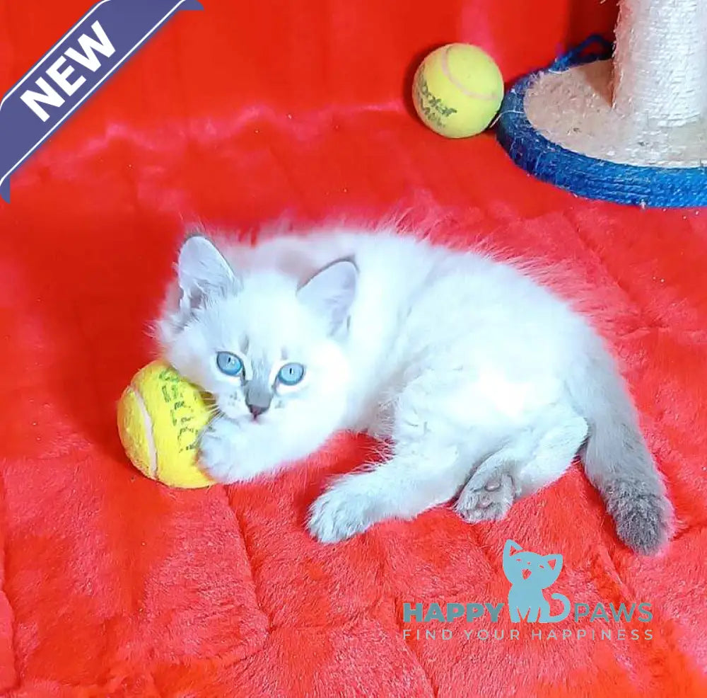 Yassa Siberian female blue tabby pointed live animals