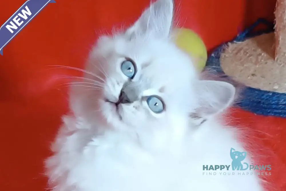 Yassa Siberian female blue tabby pointed live animals