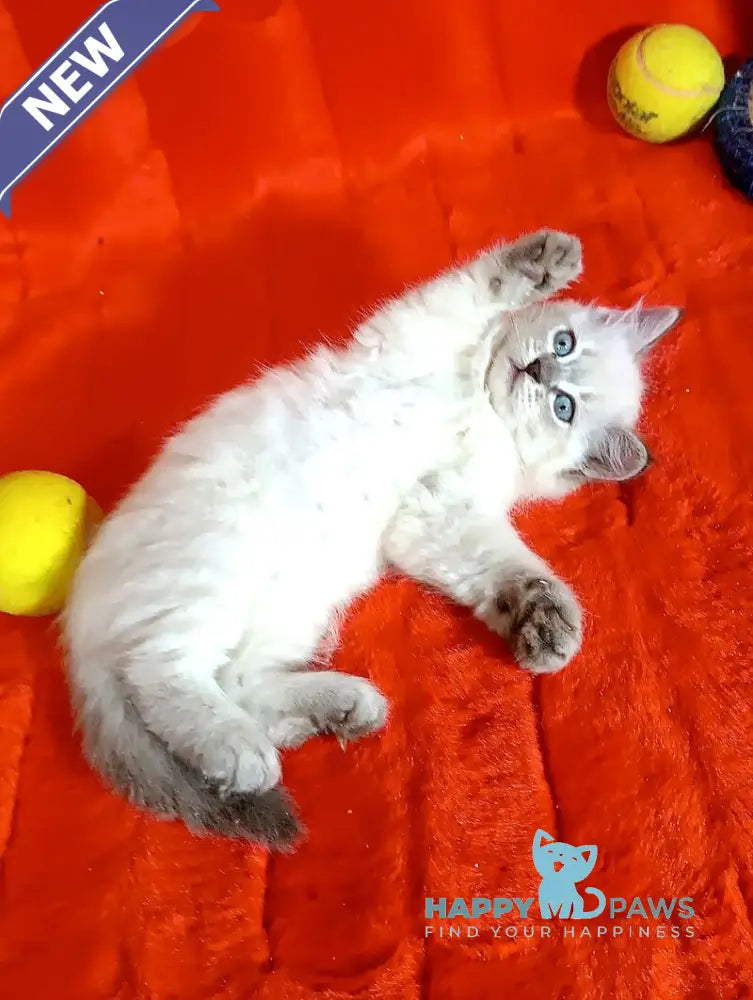 Yassa Siberian female blue tabby pointed live animals