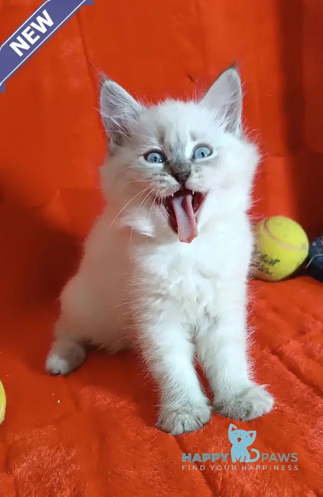 Yassa Siberian female blue tabby pointed live animals
