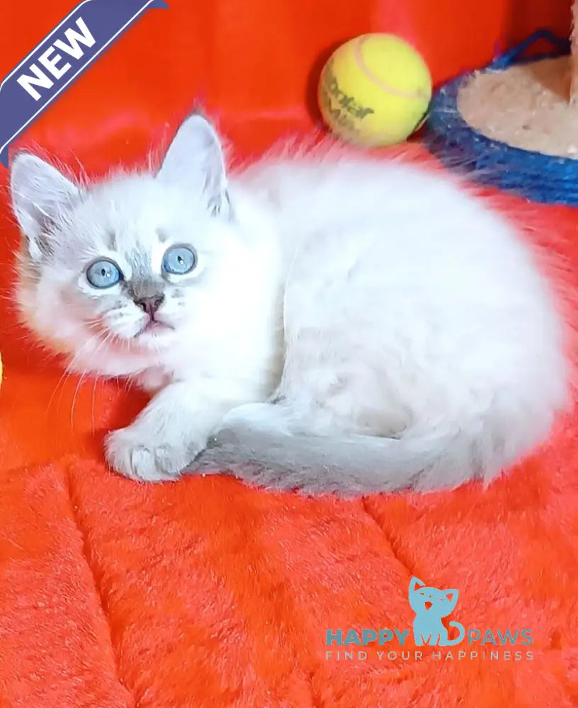 Yassa Siberian female blue tabby pointed live animals