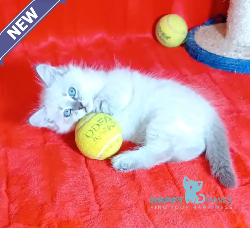 Yassa Siberian female blue tabby pointed live animals