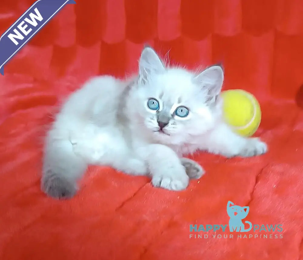 Yassa Siberian female blue tabby pointed live animals