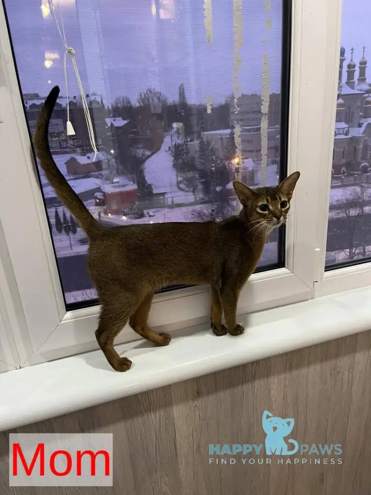 Yasson Abyssinian male black live animals