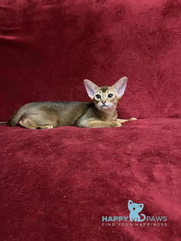 Yasson Abyssinian male black live animals