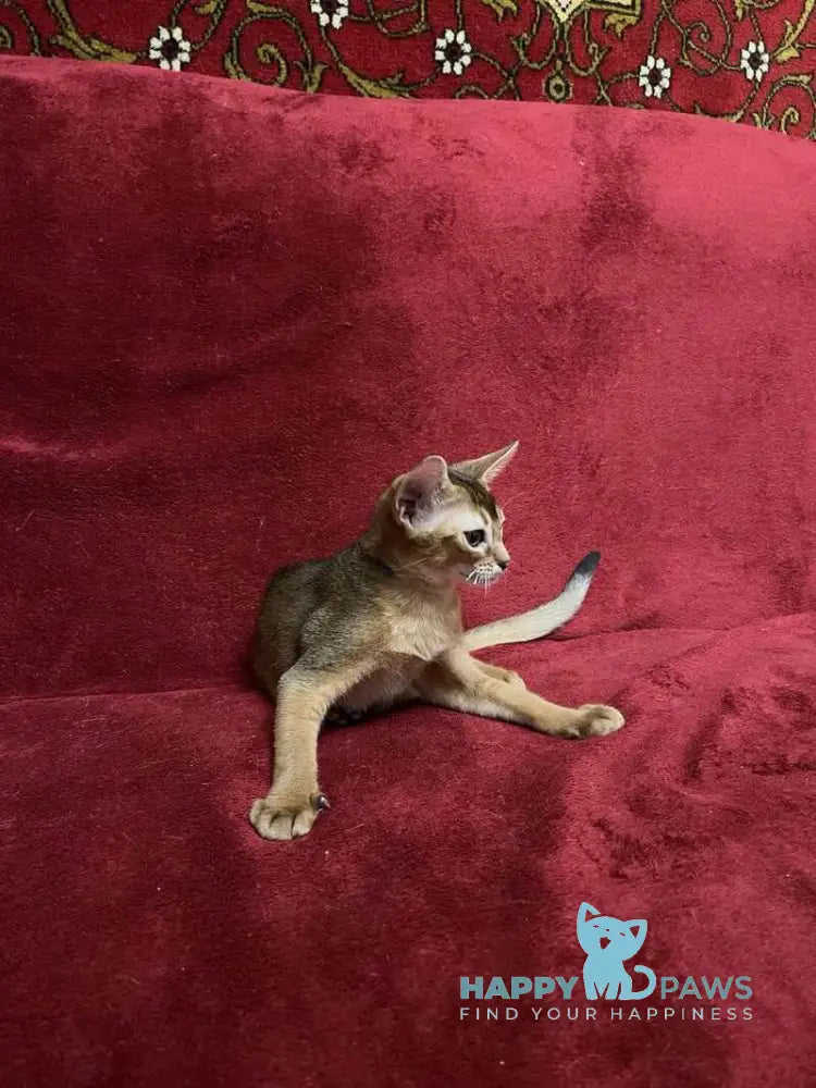 Yasson Abyssinian male black live animals