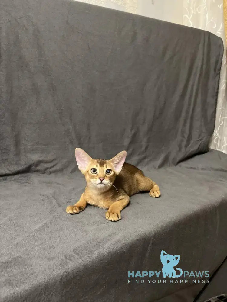 Yasson Abyssinian male black live animals