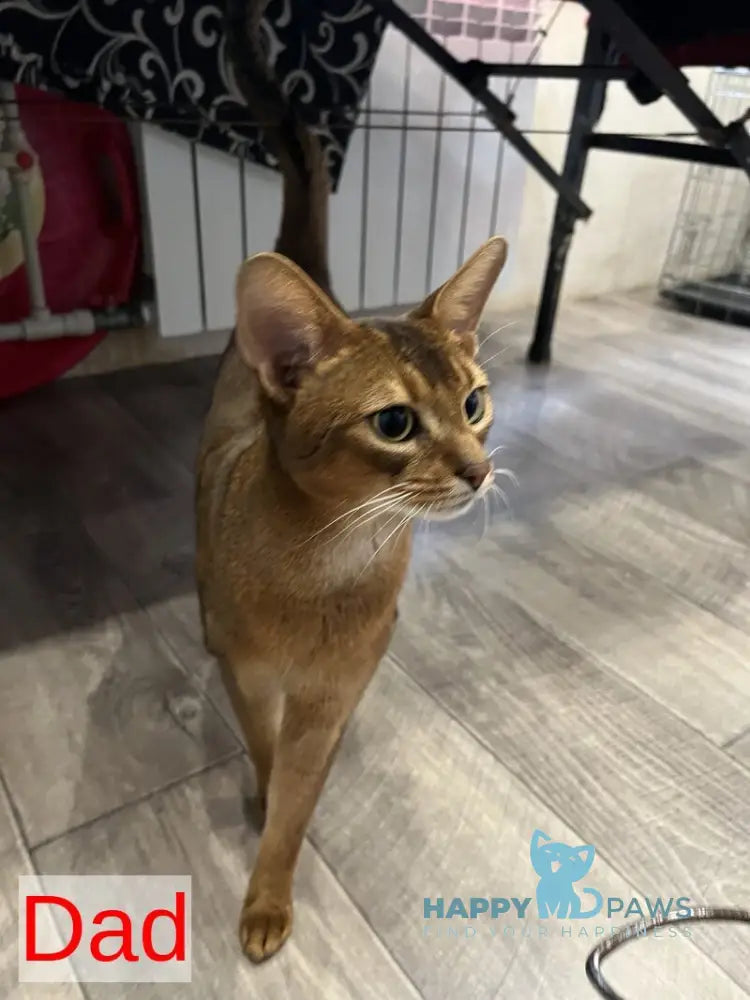 Yasson Abyssinian male black live animals
