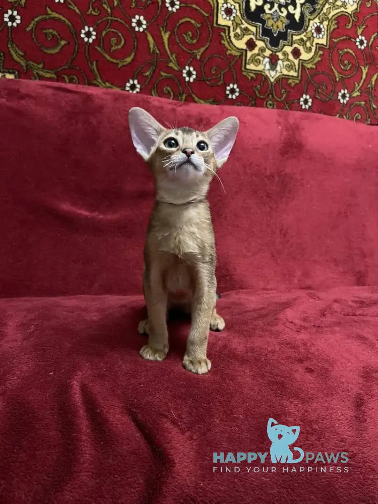 Yasson Abyssinian male black live animals