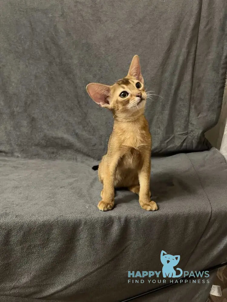 Yasson Abyssinian male black live animals