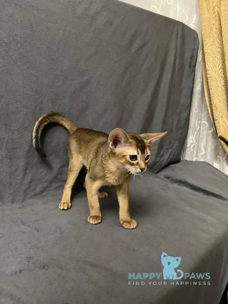 Yasson Abyssinian male black live animals