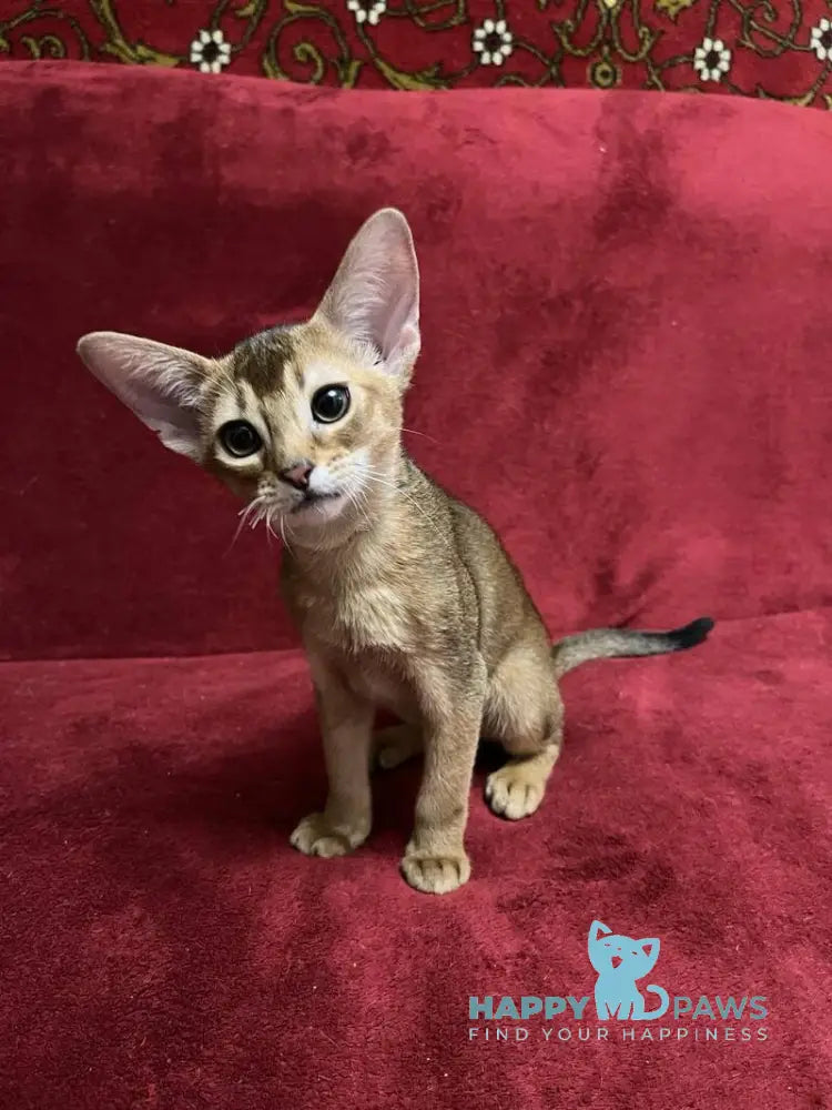 Yasson Abyssinian male black live animals