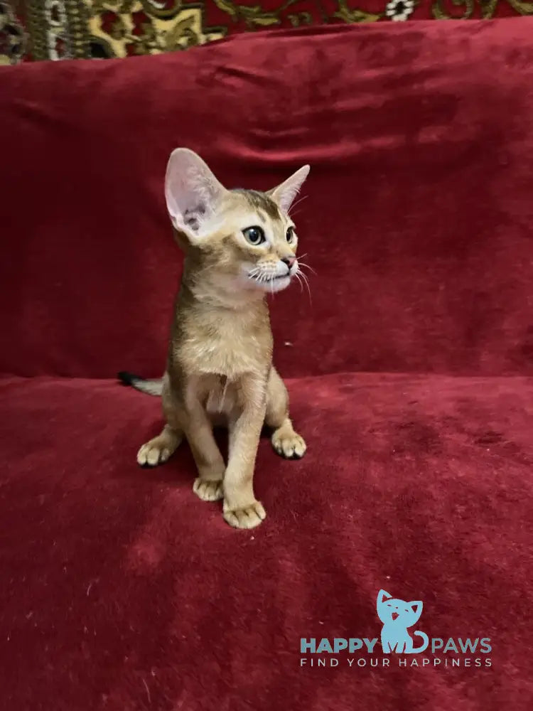 Yasson Abyssinian male black live animals