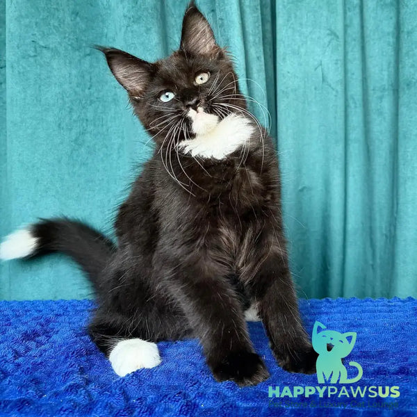 Yasson Maine Coon male black with white - live animals