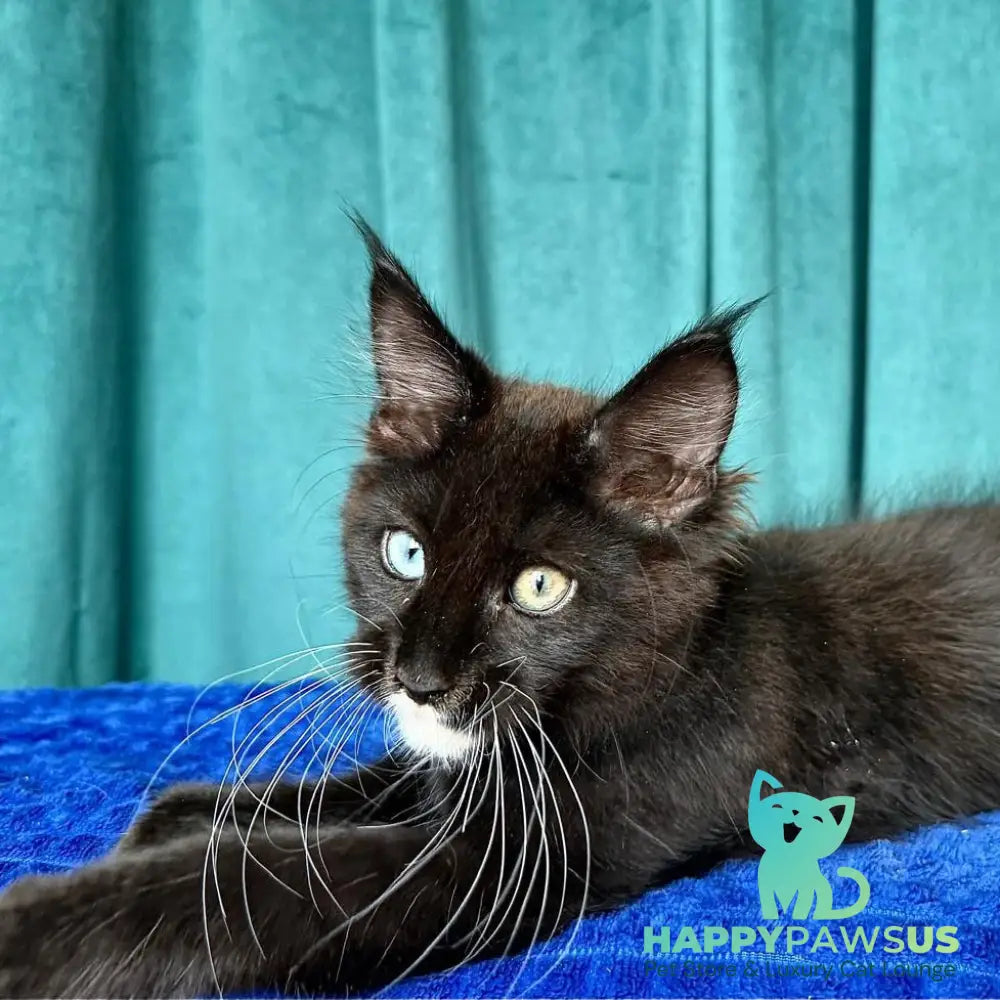 Yasson Maine Coon male black with white - live animals