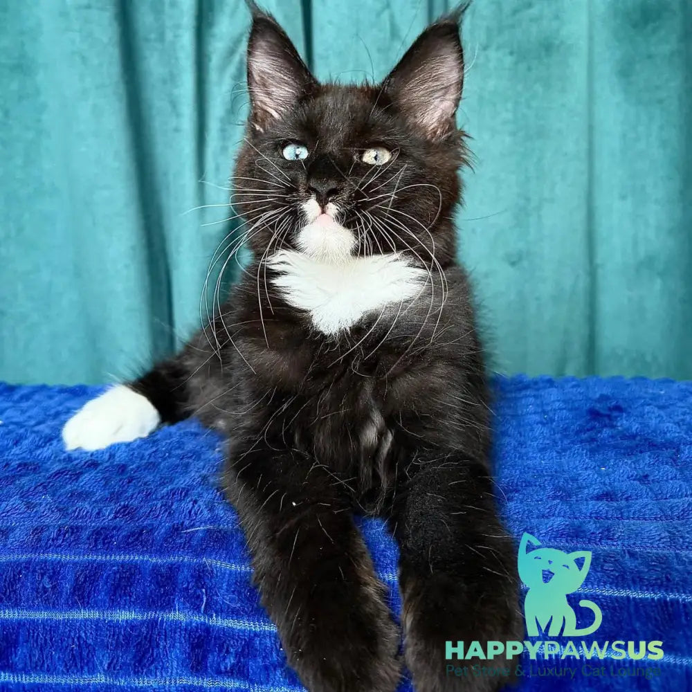 Yasson Maine Coon male black with white - live animals