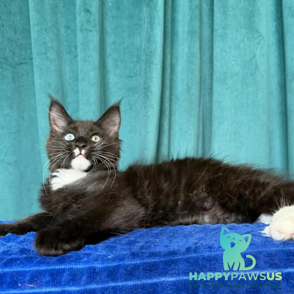 Yasson Maine Coon male black with white - live animals