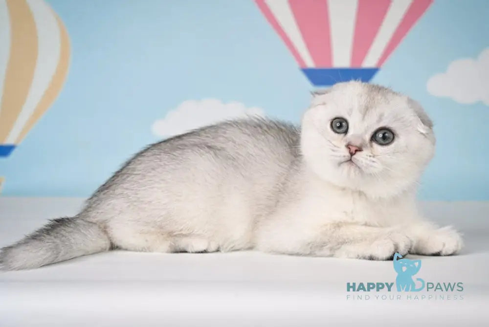 Yasson Scottish Fold male black silver shaded live animals