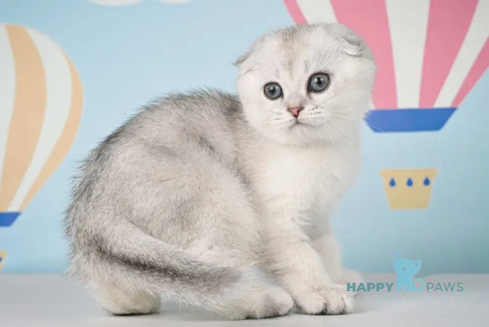 Yasson Scottish Fold male black silver shaded live animals