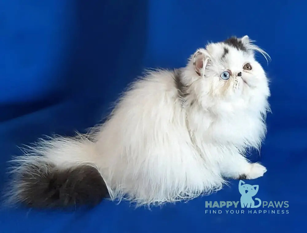 Yastina Persian female black van live animals