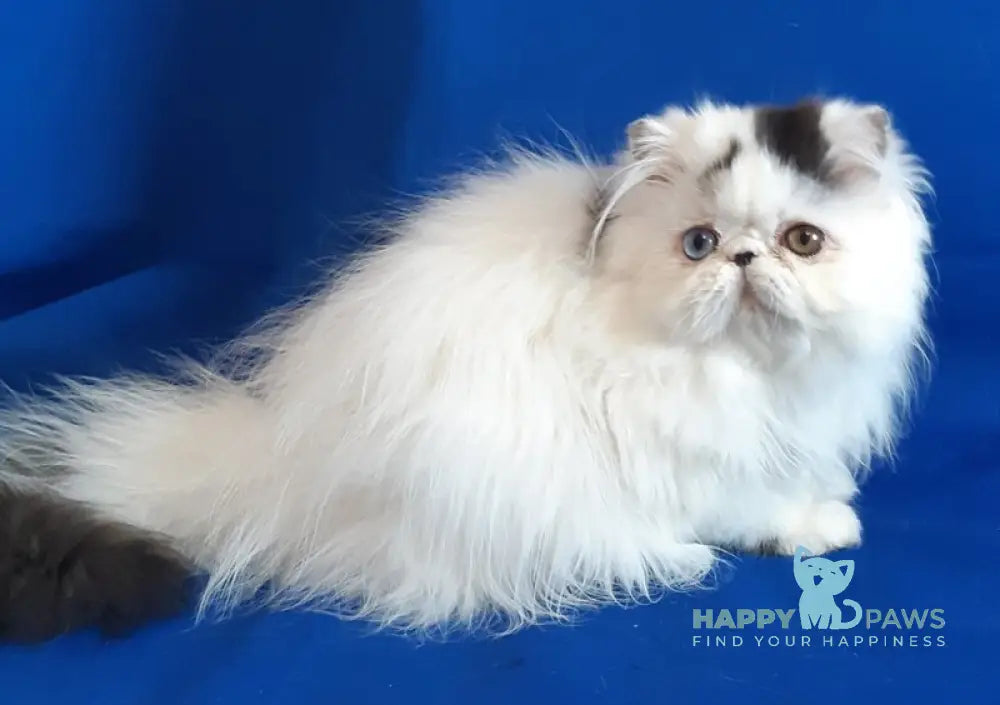 Yastina Persian female black van live animals
