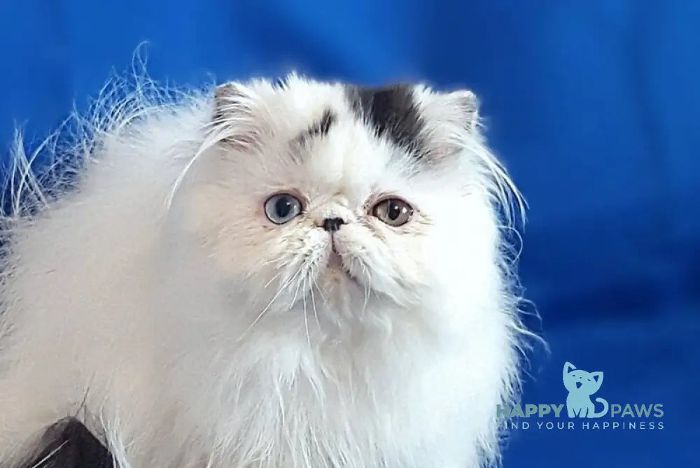 Yastina Persian female black van live animals