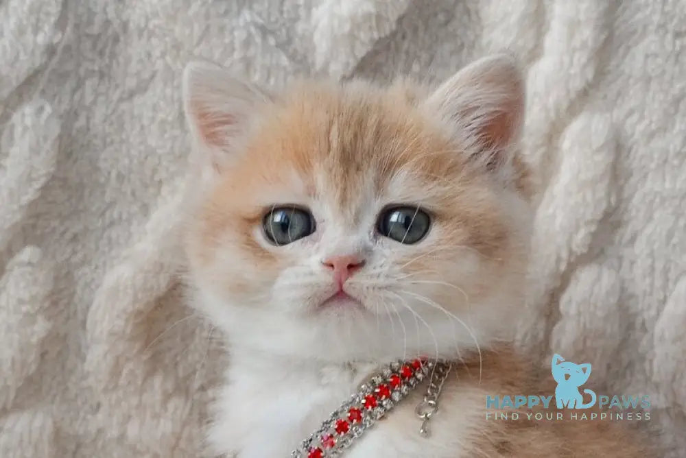 Yasya British Shorthair female blue golden shaded live animals