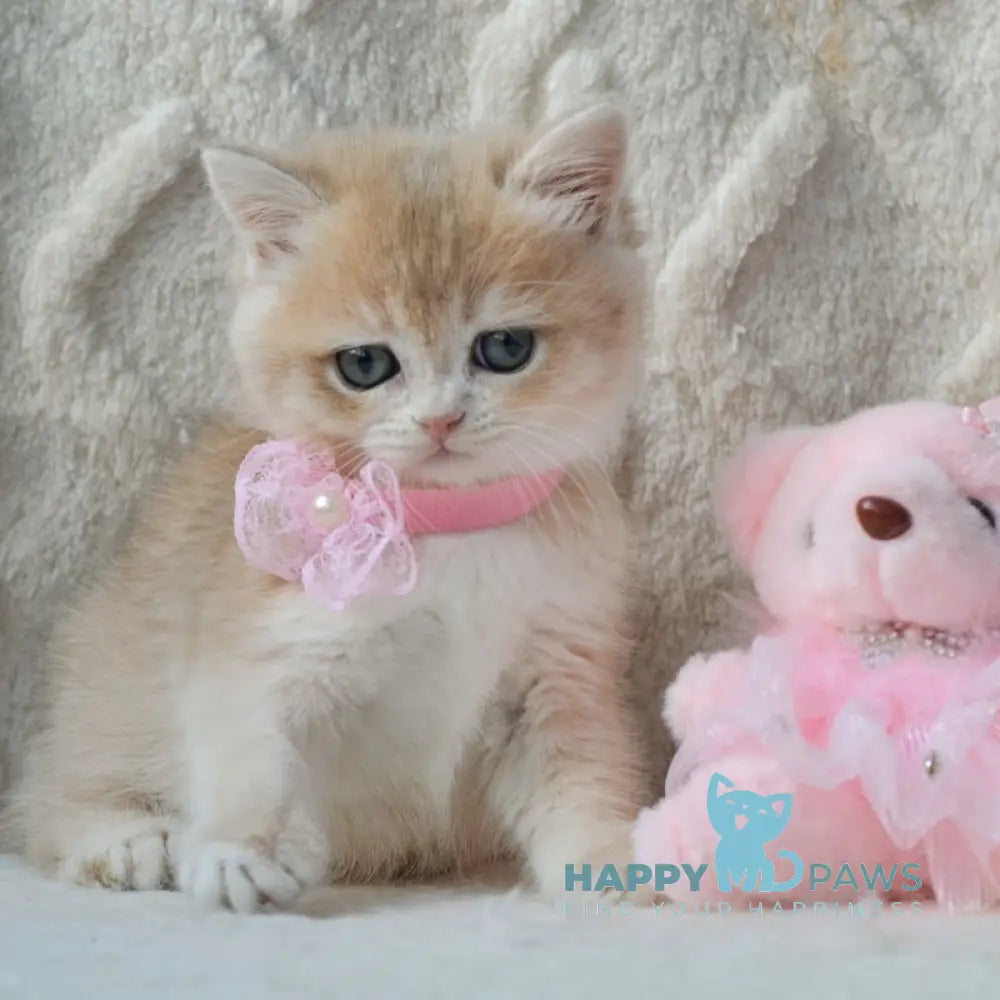 Yasya British Shorthair female blue golden shaded live animals