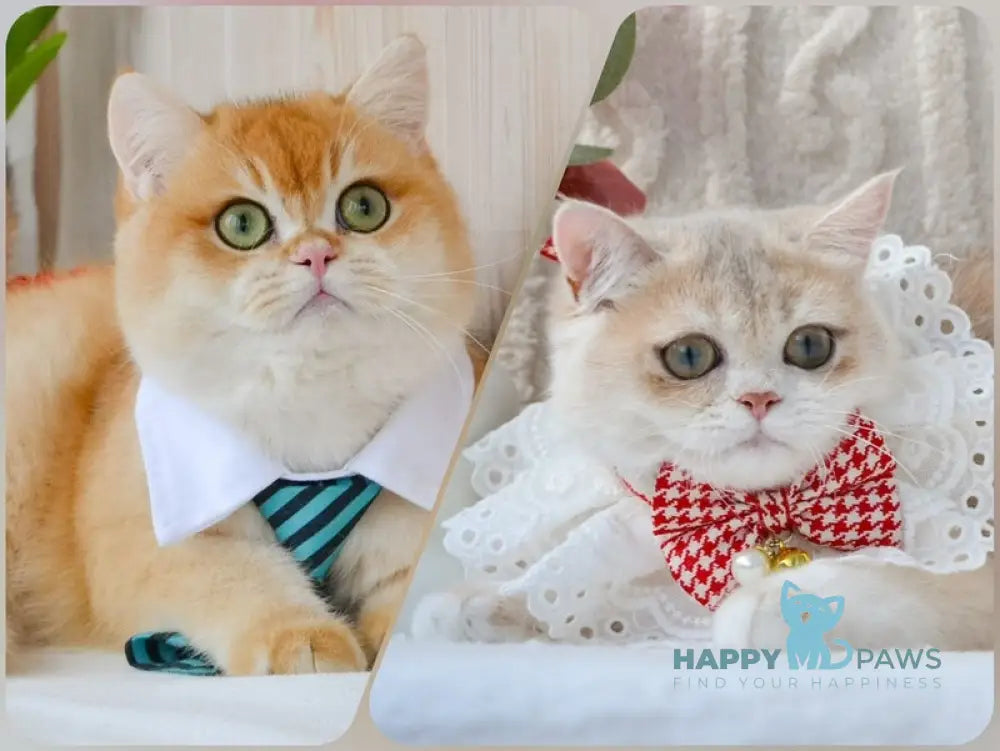 Yasya British Shorthair female blue golden shaded live animals
