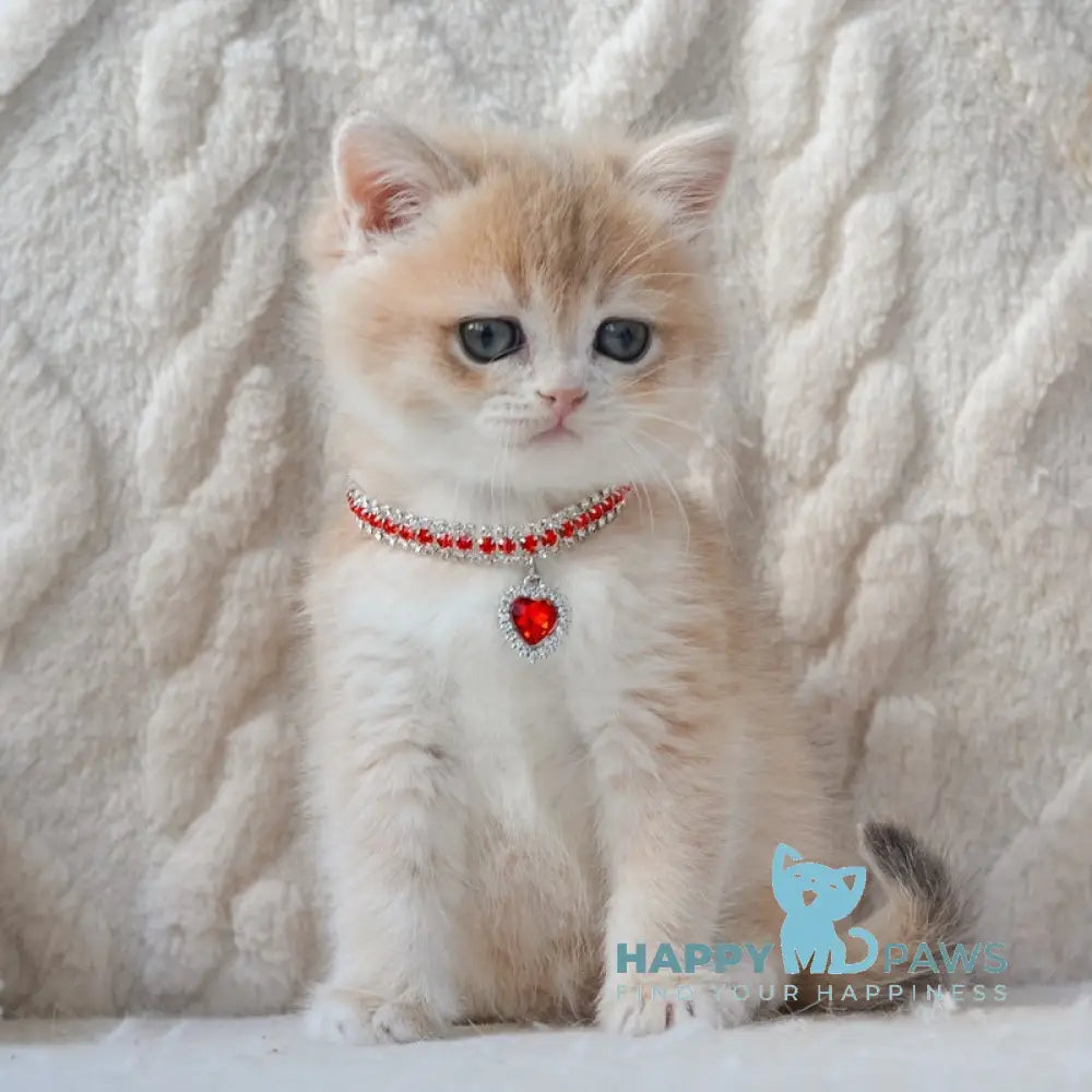 Yasya British Shorthair female blue golden shaded live animals