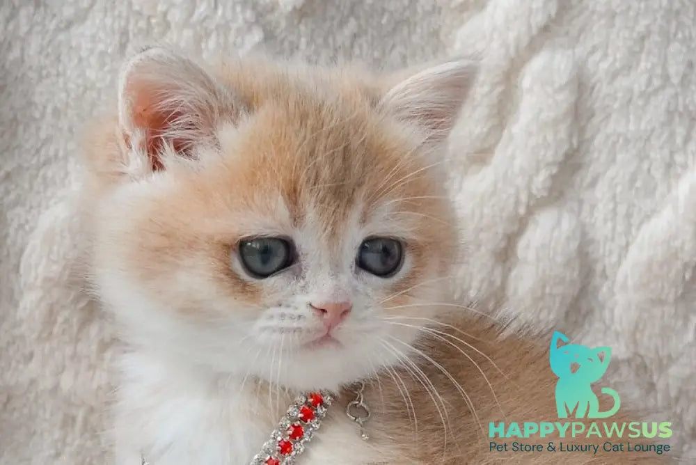 Yasya British Shorthair female blue golden shaded live animals