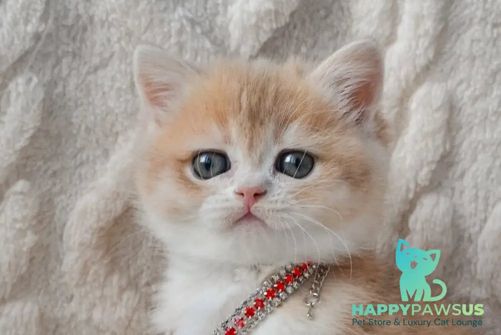Yasya British Shorthair female blue golden shaded live animals