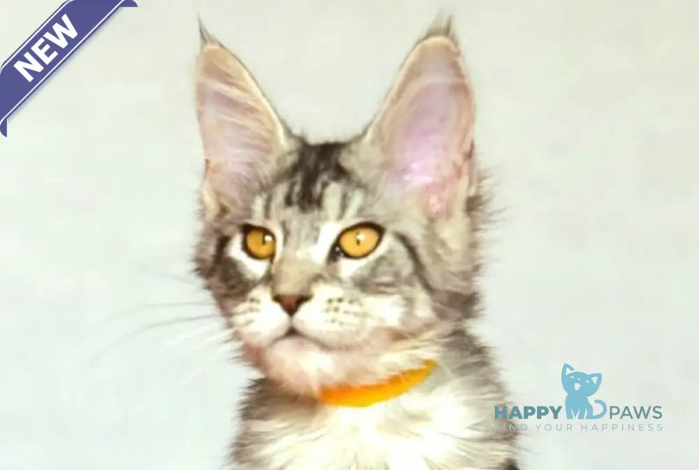 Yasya Maine Coon female black silver tabby live animals