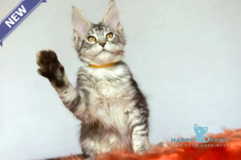 Yasya Maine Coon female black silver tabby live animals