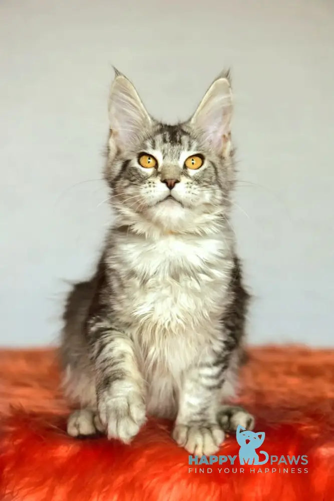 Yasya Maine Coon female black silver tabby live animals