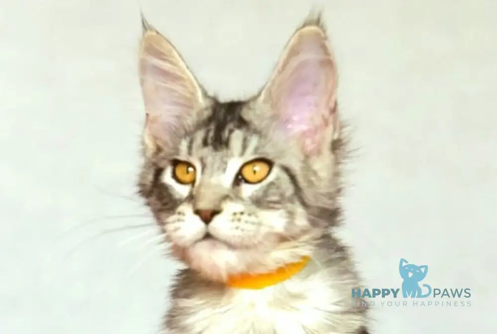 Yasya Maine Coon female black silver tabby live animals