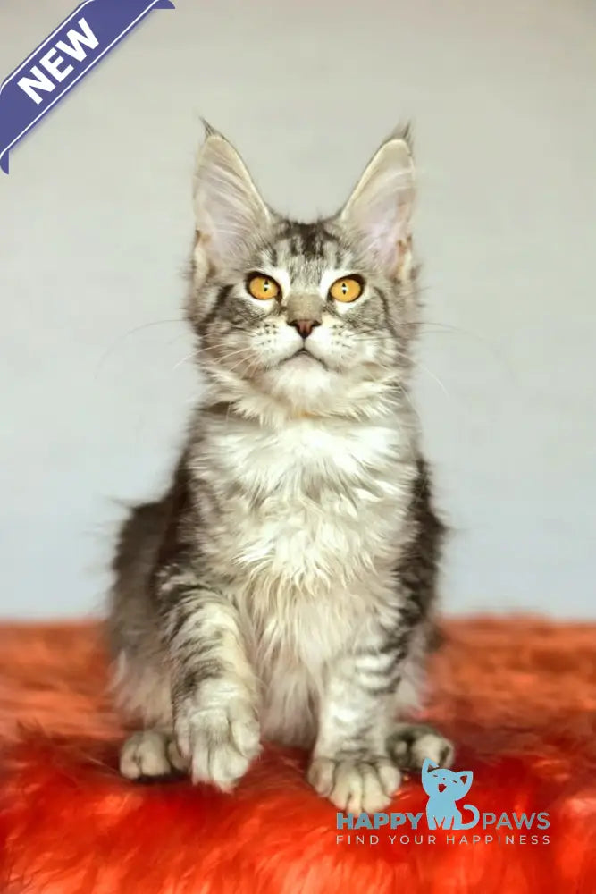 Yasya Maine Coon female black silver tabby live animals