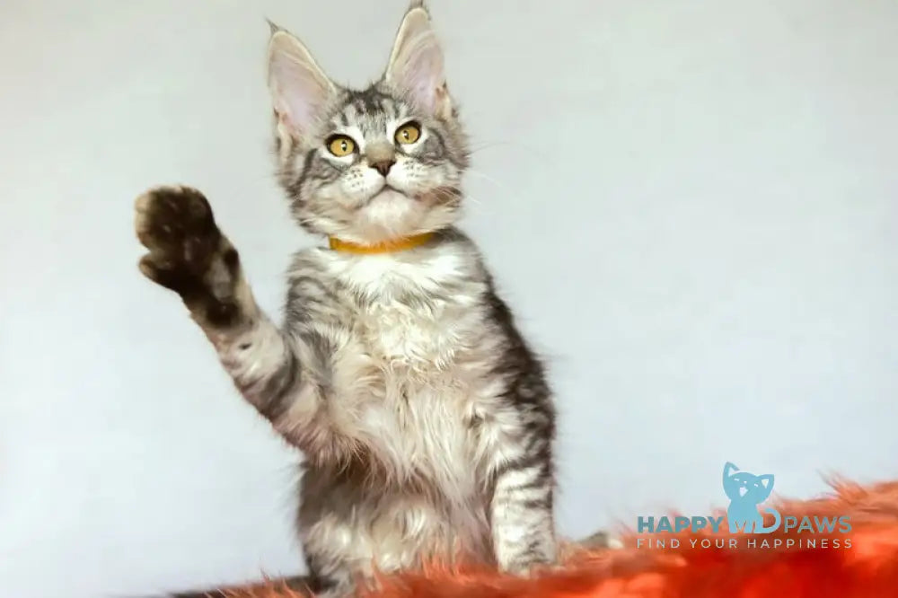 Yasya Maine Coon female black silver tabby live animals