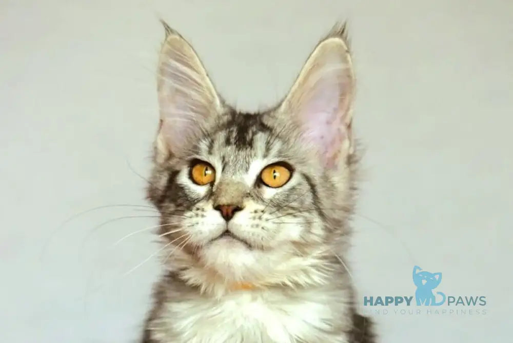 Yasya Maine Coon female black silver tabby live animals